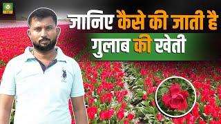 गुलाब की खेती कैसे करें?  | जानें प्रोफिटेबल Rose Farming के बेहतरीन तरीके | Rose Farming Guide