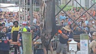 2024 White Marlin Open, Stone Cutter 897.5 pound Blue Marlin worth $550k, Day 2 Scales