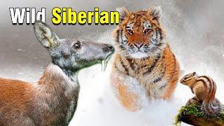 We Love Nature -The Rare and Exotic Animals of Siberia - Wildlife | Nature Documentary