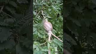 How make Tamarind bonsai form air layering