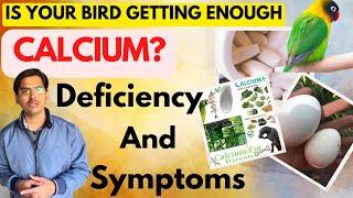 Is Your Bird Getting Enough Calcium? | Bird को भरपूर Calcium देते हैं | Calcium Deficiency Symptoms