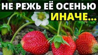 Вот почему нельзя обрезать клубнику осенью - как обрезать клубнику на зиму после плодоношения