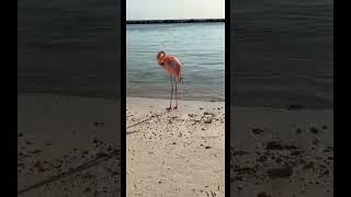 GETTING SUPER CLOSE TO A WILD FLAMINGO!  *MUST WATCH* #shorts #flamingos #aruba