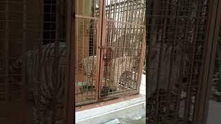 Tiger in cage at lahore zoo