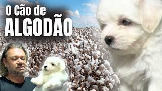 THE COTTON DOG: MEET THE CHARMING COTON DE TULEAR!