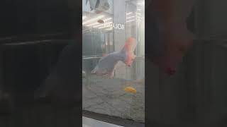 Large decorative fish in larve aquarium #fish #aquarium