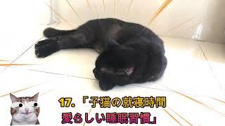 17. 「子猫の就寝時間 愛らしい睡眠習慣」