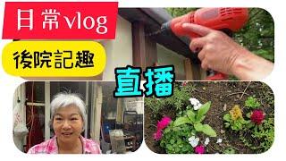 《日常vlog》記錄加拿大多倫多後院裡的日常生活＃ivy家在多倫多退休慢生活＃ Life in Canada Toronto Ivy Sharing＃日常vlog＃