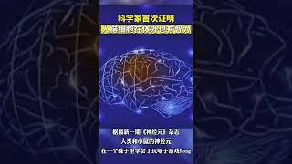 科学家首次证明人脑细胞在体外也有智力