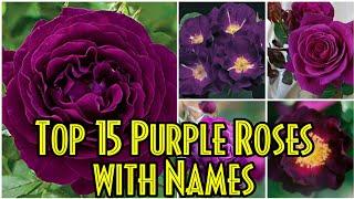 62 - Top 15 PURPLE ROSES with name || Around the world || Floral Gardening