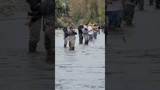 Salmon fishing season has arrived in near Vancouver 2024!!  I ️ Vedder river Canada  #24