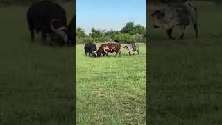 Nguni Bull vs Buffalo-fighting...