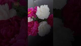 Nordic Scott // Your next Creative Flower Video ? #shorts #photography