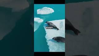 The Mysterious Giant Hole in Antarctica Scientists #ancientcivilizations