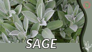 SAGE Grow in 1 Minute!! (History, Growing, Nutrition, Companion Planting!)