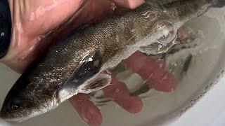 How to Catch MORE Whiting/Kingfish From the Surf!