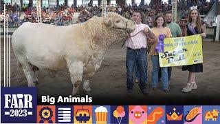 Big Animals – Fair 2023