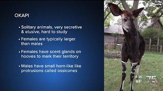 Zach at the Zoo - Okapi