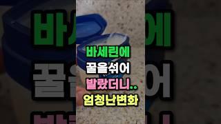 바세린에 꿀을 섞어바르면 생기는 깜짝 놀랄변화 #건강정보 #건강 #하루또이틀 #강아지 #dogshorts