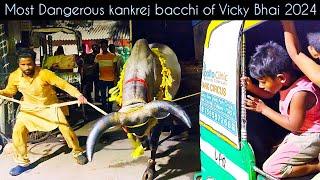 Angry kankrej bacchi cow unloading 2024 #angrykankrej #cowunloading #trending