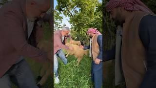 سعر الاضاحي في طرابزون