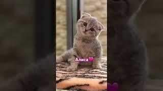 Алиса🩷#сутьтренда #кошка #вислоухий #тренды #рек #котенок #приколысживотными #cat#cats
