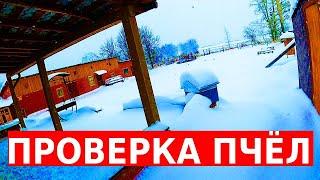 Зимовка отличная ... от других/ сибирский пчелоблог декабрь