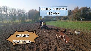 Садимо часник. Фінішна пряма.#garlic #farmer