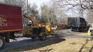 Removing Monstrous, Home-Hazard River Birch