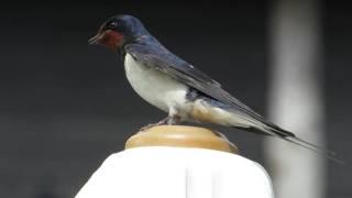 Boerenzwaluw - Barn Swallow - Hirondelle rustique - Haarapääsky - Hirundo rustica