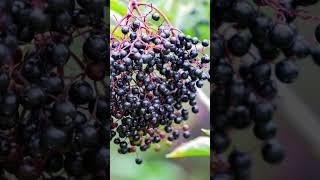 Бузина черная, лесные ягоды, питательные вещества #shorts