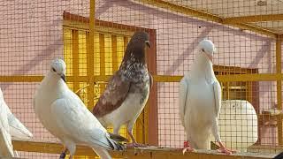 Gillani Group Pigeons Part 3