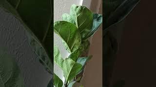 Fiddle leaf fig#shorts#gardening with geet kumar