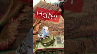 Watch this if u r a hater #parakeets #haters | Pixie’s Diary
