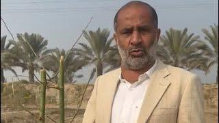 The initiation of bamboo cultivation in Sukkur.