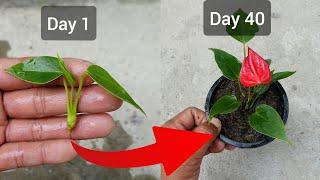 Simple Method to Propagate Anthurium plant | Anthurium Propagation