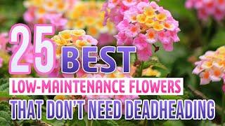 25 Low Maintenance Flowers That Don't Need Deadheading