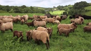 Manx Loaghtan Sheep at Fowlescombe Farm, Devon