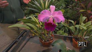 Gardening Tips From The Experts At Phipps Conservatory