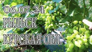 ВИНОГРАДНИК 06 07 24  КУРСКАЯ ОБЛ