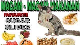 Macam-macam makanan favorit (SUGAR GLIDER)