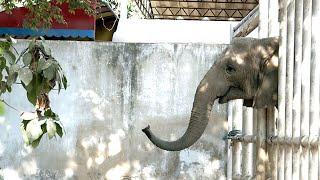 Elephant's heartbreaking reaction to her sister passing