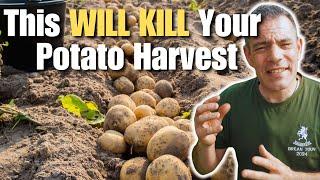 Rainy Seasons Are RUINING Your Potato Harvests!