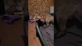 Peaceful Feeding Interrupted: Israel's Snack Cut Short by El Chapo's Bark!