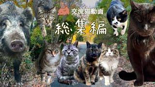 猫もタヌキもイノシシも小鳥もみんな集まれ総集編【交流猫動画】