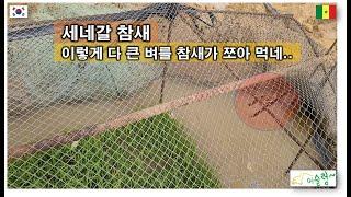 #65('22)_세네갈 참새는 벼도 먹나? #곰보오크라