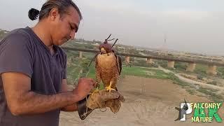 Flight to Freedom: Rescued Black Shaheen Falcon Soars into the Wild