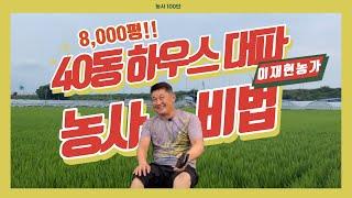 대파 재배 8000평 하우스 농사비법 공개 | 대파 밑거름부터 웃거름까지 ! | 농사 100단