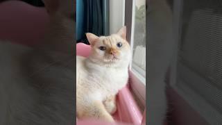 Skincare time with Mei Mei — soft and sweet! #catspa #catmemes #catholic #เหมยเหมย #แมว