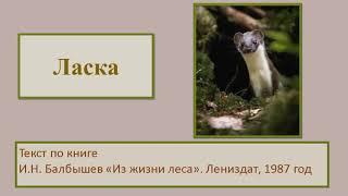 Ласка